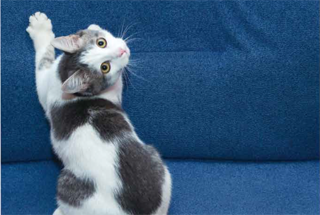 小牛顿科学馆：猫-构造奇特的猫眼睛