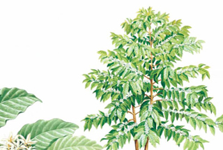 小牛顿科学馆：咖啡-咖啡树的生长