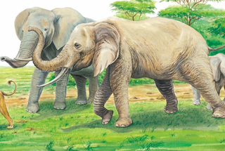 小牛顿科学馆：大象-非洲象亚洲象大不同