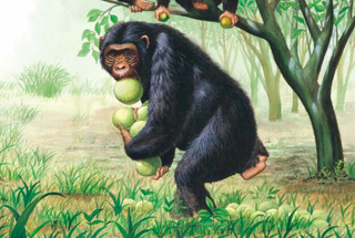 小牛顿科学馆：黑猩猩-可爱的灵长类伙伴