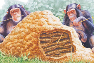 小牛顿科学馆：黑猩猩-灵长类的特征