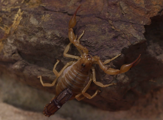 小牛顿科学馆：胡蜂-蝎子