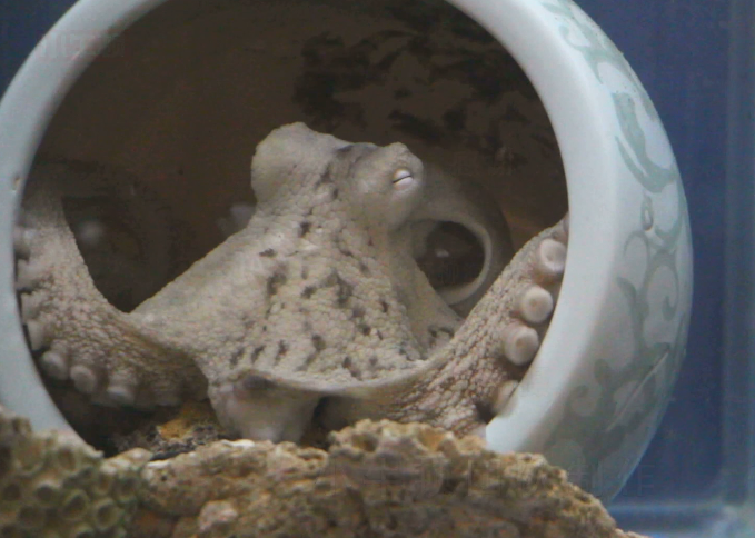 小牛顿科学馆：海马章鱼-海中的“八足客”——章鱼