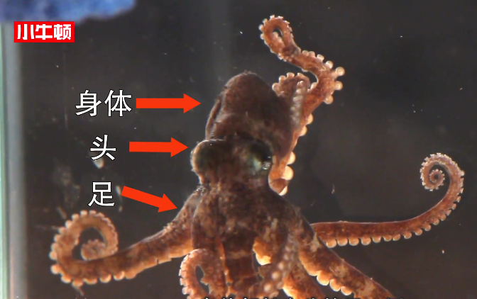 小牛顿科学馆：海马章鱼-头足纲好伙伴