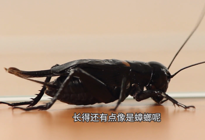 小牛顿科学馆：独角仙-蝗虫、蟋蟀大不同
