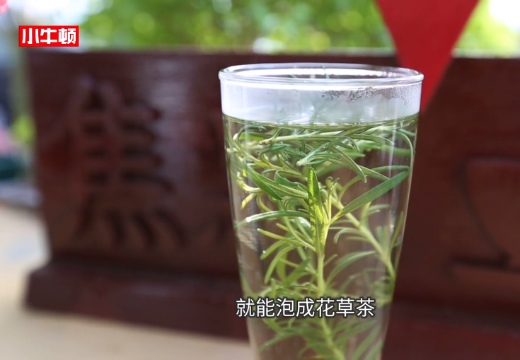小牛顿科学馆：茶-香草植物来泡茶
