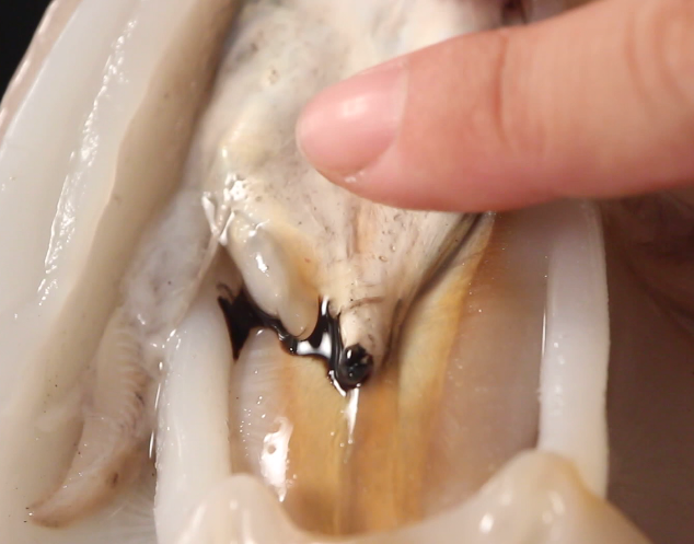 小牛顿科学馆：海蛞蝓乌贼-海中的“水墨大师”——乌贼