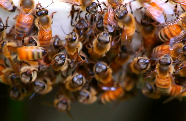 小牛顿科学馆：胡蜂-蜂类家族